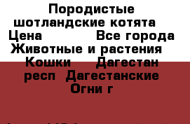 Породистые шотландские котята. › Цена ­ 5 000 - Все города Животные и растения » Кошки   . Дагестан респ.,Дагестанские Огни г.